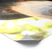 Sonnenbär Poster (Ecke)