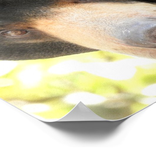 Sonnenbär Poster (Ecke)