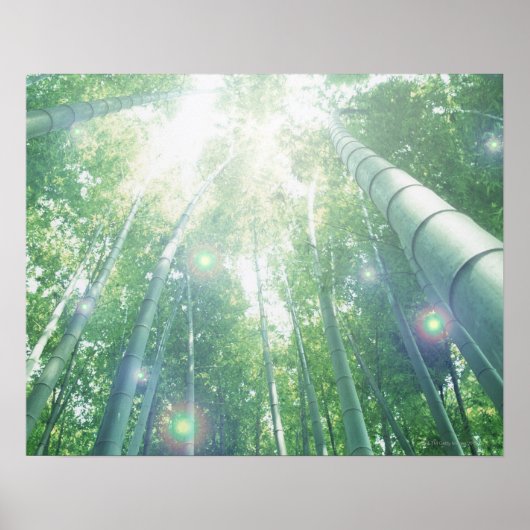 Sonnenbäume, die durch Bambusse strahlen Poster (Vorne)