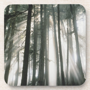 Sonnenbäume, die durch Bäume strömen, Mount Rai Untersetzer