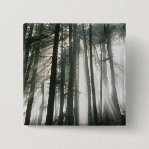 Sonnenbäume, die durch Bäume strömen, Mount Rainie Button