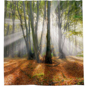 Sonnenbäume im Herbst in einem miessigen Buchenwa Duschvorhang