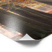 Sonnenbäume im Herbst-Walddruck-Foto Fotodruck (Ecke)