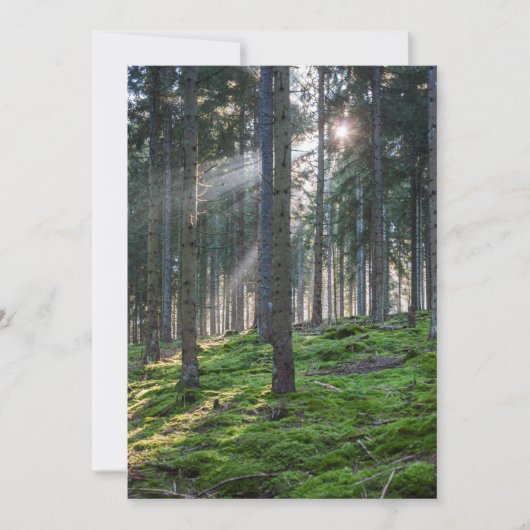 Sonnenbäume im Schwarzwald Dankeskarte (Vorderseite)