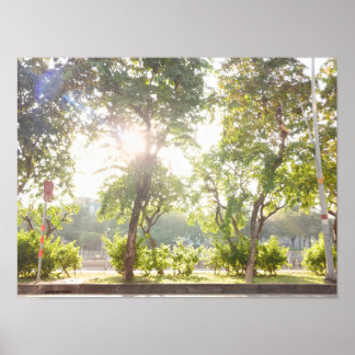 Sonnenbäume Poster