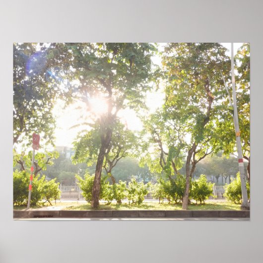 Sonnenbäume Poster (Vorne)