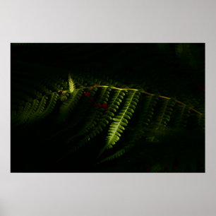 Sonnenbeleuchtete Waldfarne (6159) Poster