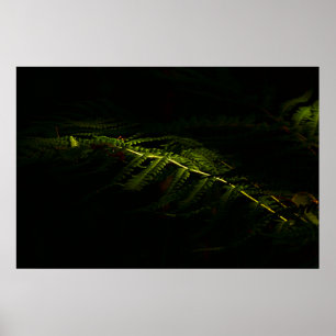 Sonnenbeleuchtete Waldfarne (6167) Poster