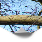 Sonnenbeleuchtete Winterzweige Poster (Ecke)