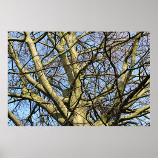 Sonnenbeleuchtete Winterzweige Poster