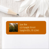 Sonnenbeleuchteter Herbstwald Herbstlandschaft (Insitu)