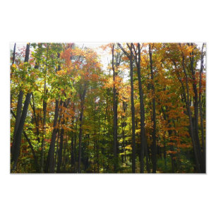 Sonnenbeleuchteter Herbstwald Herbstlandschaft Fotodruck
