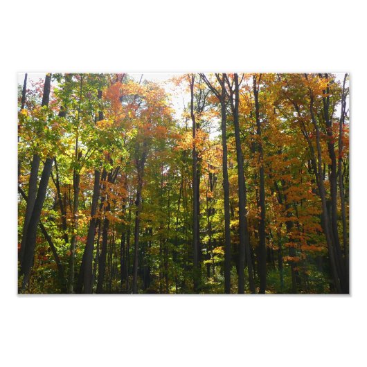 Sonnenbeleuchteter Herbstwald Herbstlandschaft Fotodruck (Vorne)