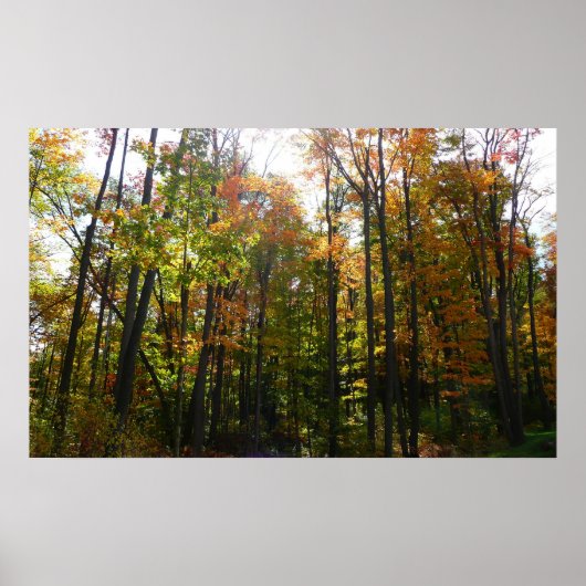 Sonnenbeleuchteter Herbstwald Herbstlandschaft Poster (Vorne)