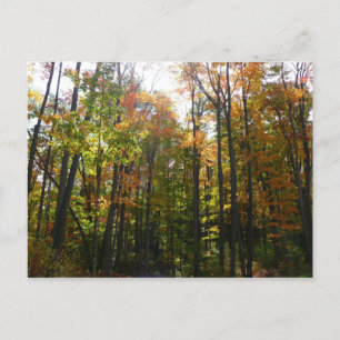 Sonnenbeleuchteter Herbstwald Herbstlandschaft Postkarte