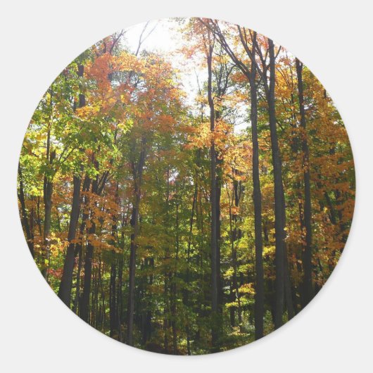 Sonnenbeleuchteter Herbstwald Herbstlandschaft Runder Aufkleber (Vorderseite)