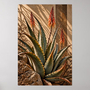 Sonnenbeschienene Aloe-Blüten Wüstenbotanische Wan Poster