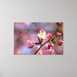 Sonnenbeschienene Kirschblüten und Knospen an eine Leinwanddruck