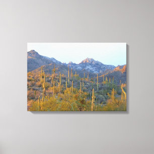 Sonnenbeschienene Saguaros im Winter auf Leinwand