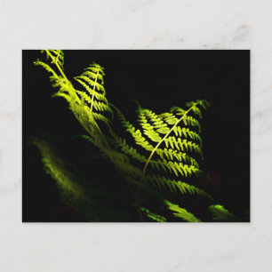 Sonnenbeschienene Waldfarne (6203)  Postkarte