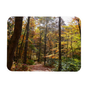 Sonnenbeschienener Herbstweg im Laurel Hill State Magnet