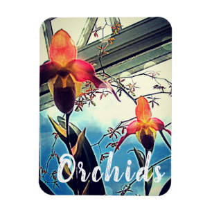 Sonnenbeschienener Orchideen-Foto-Magnet Magnet