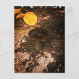 Sonnenbeschienetes Vogelbad unter Herbstlaub Postkarte