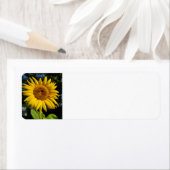 Sonnenblume (Insitu)