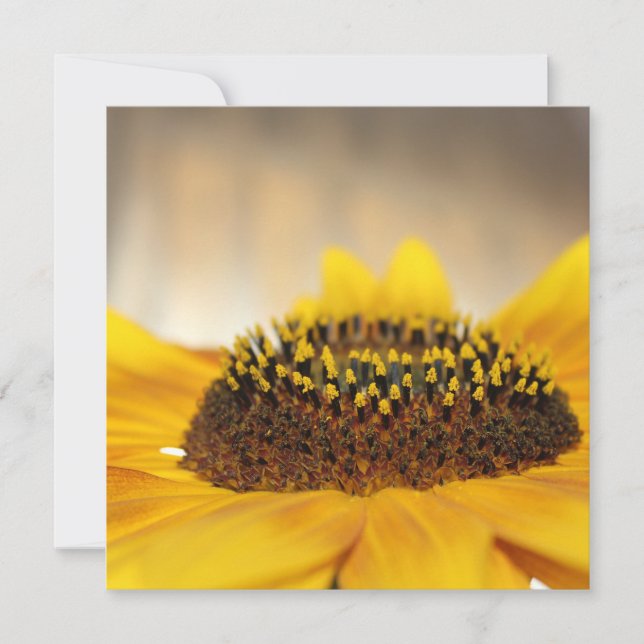 Sonnenblume (Vorderseite)