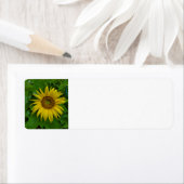 Sonnenblume (Insitu)