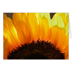 Sonnenblume