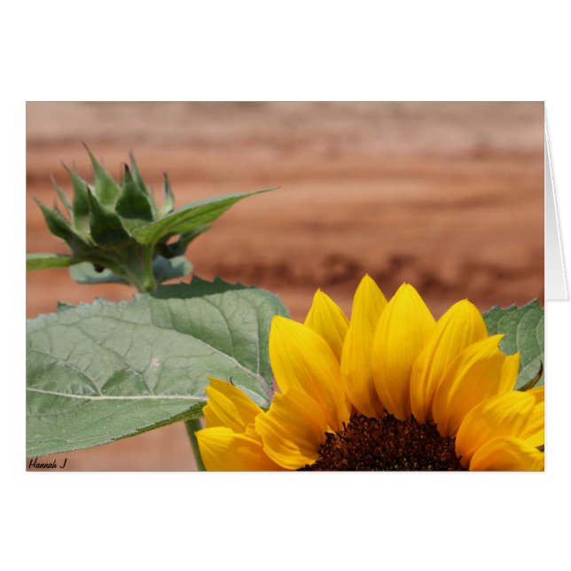 Sonnenblume (Vorderseite (Horizontal))