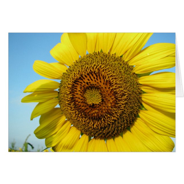 Sonnenblume (Vorderseite (Horizontal))