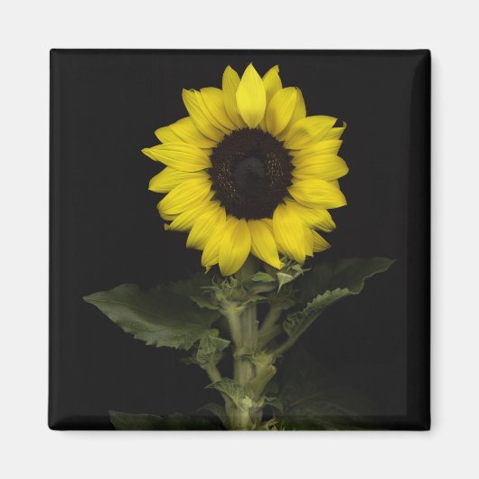 Sonnenblume 11 magnet (Vorne)