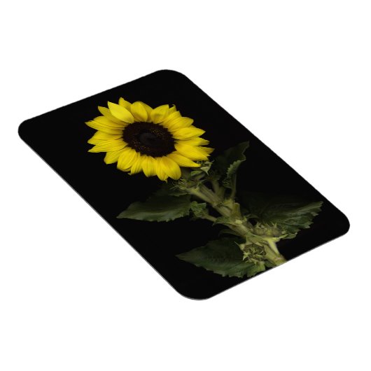 Sonnenblume 11 magnet (Rechte Seite)