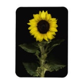 Sonnenblume 11 magnet (Vertikal)