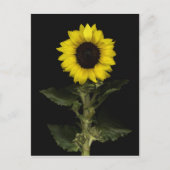 Sonnenblume 11 postkarte (Vorderseite)