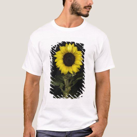 Sonnenblume 11 T-Shirt (Vorderseite)