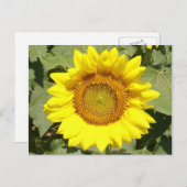Sonnenblume 1 postkarte (Vorne/Hinten)