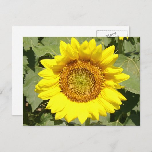 Sonnenblume 1 postkarte (Vorne/Hinten)