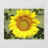 Sonnenblume 1 postkarte (Vorderseite)