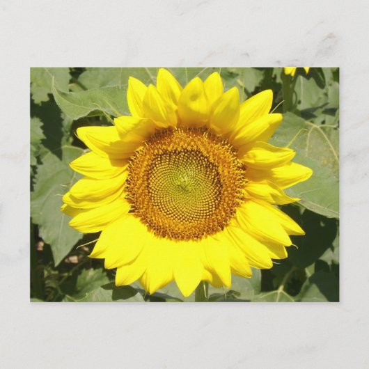 Sonnenblume 1 postkarte (Vorderseite)