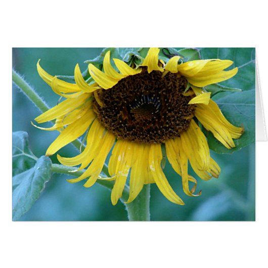 Sonnenblume 2 (Vorderseite (Horizontal))