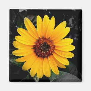 Sonnenblume 2 magnet