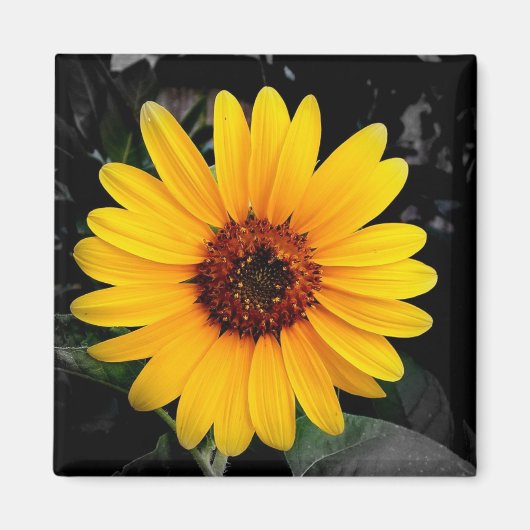 Sonnenblume 2 magnet (Vorne)