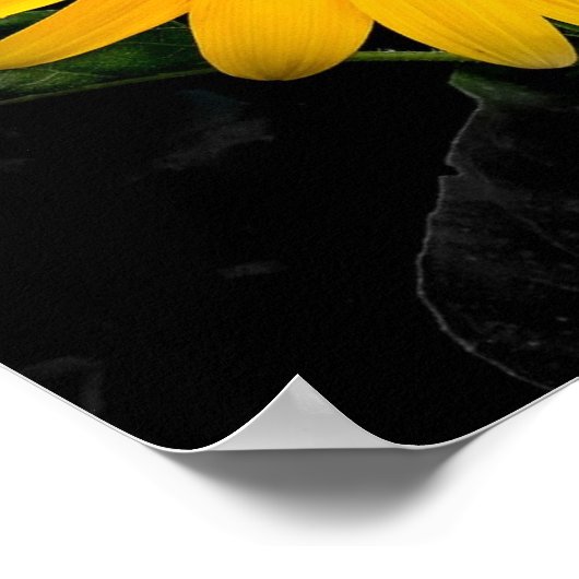 Sonnenblume 2 poster (Ecke)