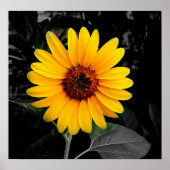 Sonnenblume 2 poster (Vorne)