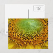 Sonnenblume 2 postkarte (Vorne/Hinten)