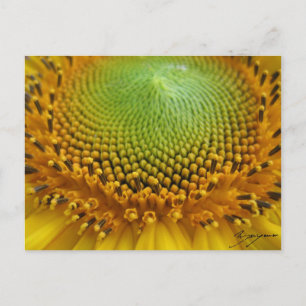 Sonnenblume 2 postkarte