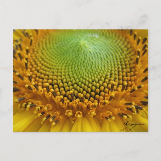 Sonnenblume 2 postkarte (Vorderseite)
